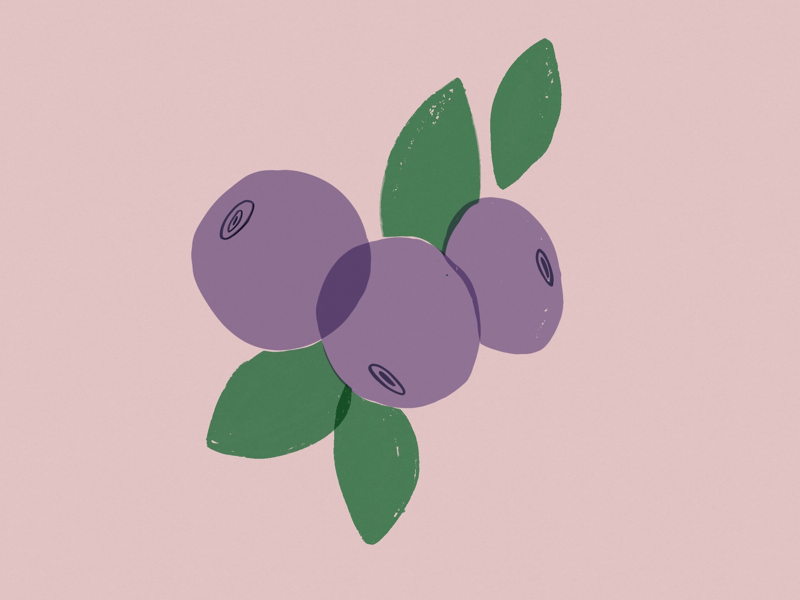 Blueberry digitalart minimalism branding drawings food illustration