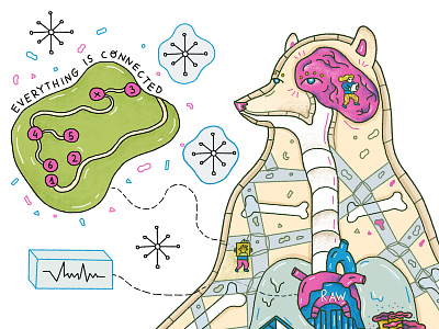 disturbance and development in Bearlin anatomy animal bear body documentation guide illustration line map project