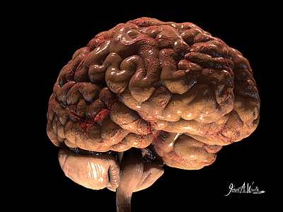 Human Brain 3d art brain cinema 4d concept human anatomy medical zbrush