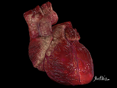 Human Heart 3d art cinema 4d concept heart human anatomy medical zbrush