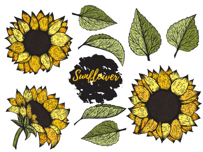 Sunflower colourful dribbble engraving flowers illustration sunflower vector