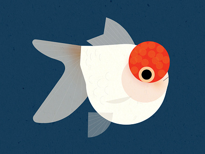 Red Cap Oranda Goldfish animal fish flat goldfish graphic style vector