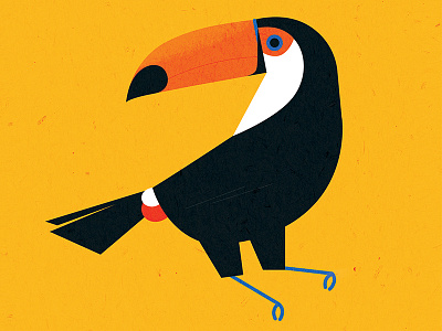 Toco Toucan