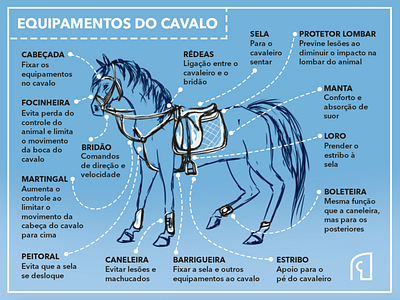 Equestrian Equipment / English Tack - Infographic blue design equestrian equine equipment graphic design horse infographic pegasus pony sport tack unicorn