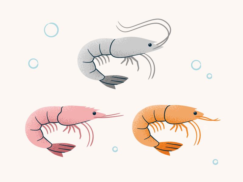 Types of Shrimp brown shrimp illustration ocean pink shrimp shrimp species texture under the sea white shrimp