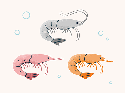 Types of Shrimp