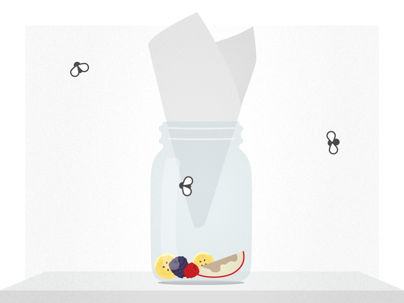 How to Get Rid of Fruit Flies by Clint Hess for Siege Media on Dribbble