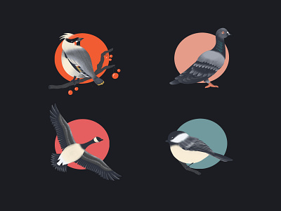 Birds animals birds design graphic design illustration nature texture