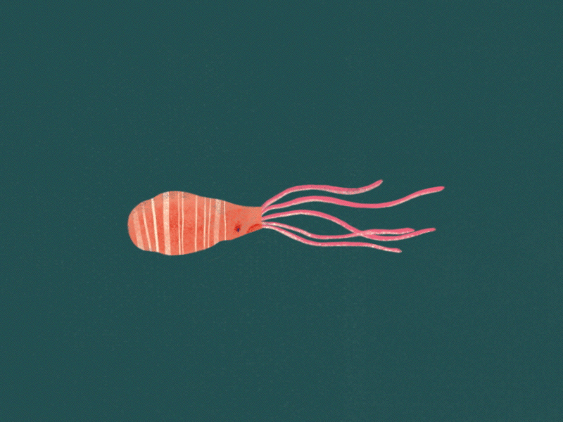 On the move. 2d animation floating illustration loop short squid swimming