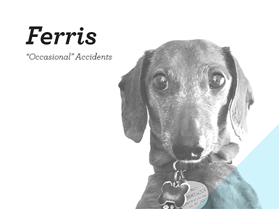 Ferris dachshund dog dogs doxen ferris hotdog portrait