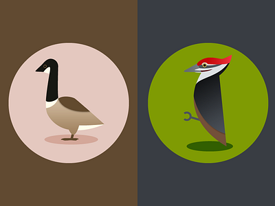 Canada Goose + Woodpecker