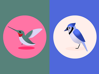 Hummingbird + Blue Jay