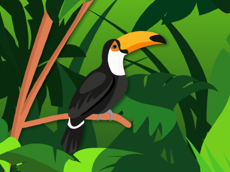 Toucan Animation