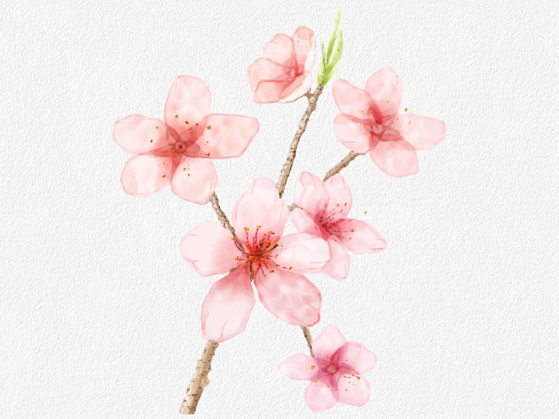 Cherry blossom купить. 353939 Сакура. Цветы Сакуры. Сакура рисунок. Сакура 5602.