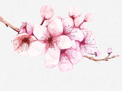 cherry blossom watercolor design cherry blossom realist simple volcebyyou watercolor