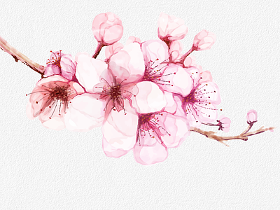 cherry blossom watercolor design