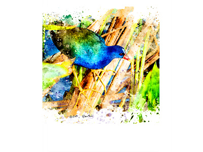 Purple Gallinule