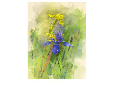 Yellow Iris, Blue Iris botanical digital painting illustration photoshop