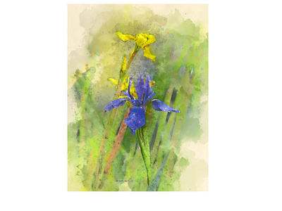 Yellow Iris, Blue Iris