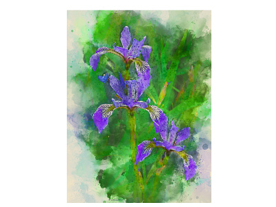 Iris Versicolor botanical digital painting illustration