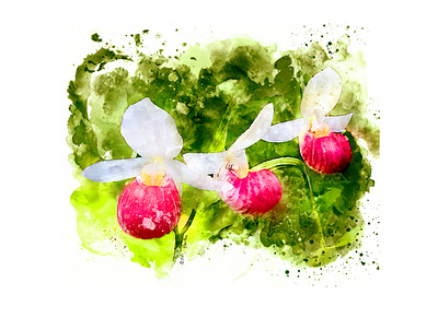 Three Pink Orchids botanical digital painting illustration photoshop