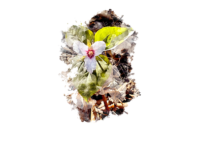 Painted Trillium, 2021 botanical digital painting illustration photoshop