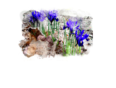 First Color, 2021 botanical digital painting illustration nature photoshop