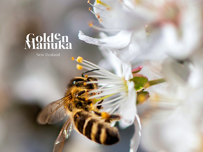 Golden Manuka Logo & Branding