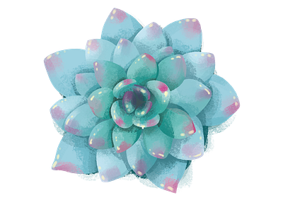 Succulent clipart design illustration illustrations plants prints stickers succulent succulents