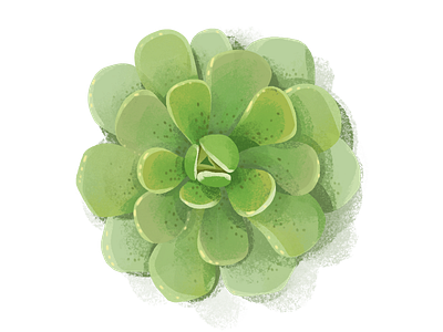 Succulent clipart design illustration illustrations plants prints stickers succulent succulents zooza
