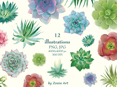 Succulents collection clipart design flowers illustration prints stickers succulents zooza