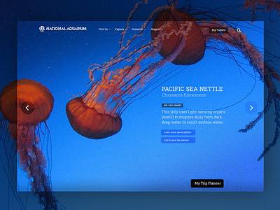 Aquarium Museum Website aquarium home page museum responsive video website