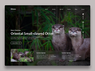 Otters animal concept dark background design hero page otter otters responsive design responsive web ui ux web web design website