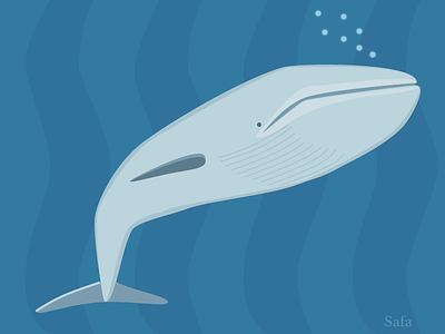 Blue Whale: An Endangered Species blue whale endangered endangered species ocean sea sketch whale