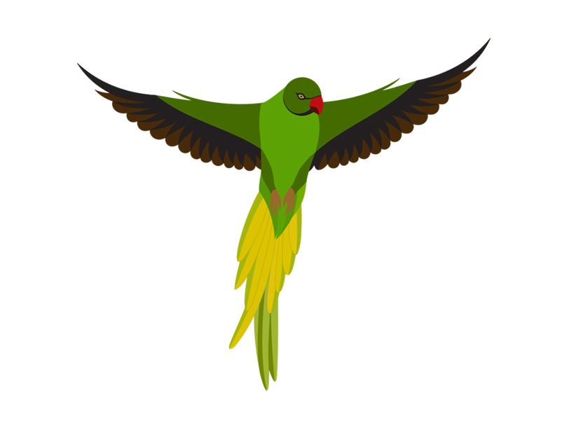 Bird logo by Arif Sufyan on Dribbble