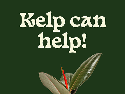 kelp can help
