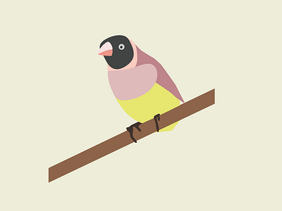 Norma bird cartoon color design gouldian finch graphic illustration illustrator vector