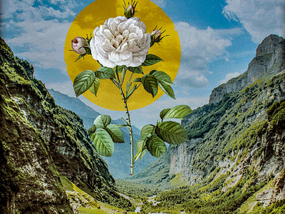 Valley collage collageart design digital illustration illustration photomanipulation photoshop