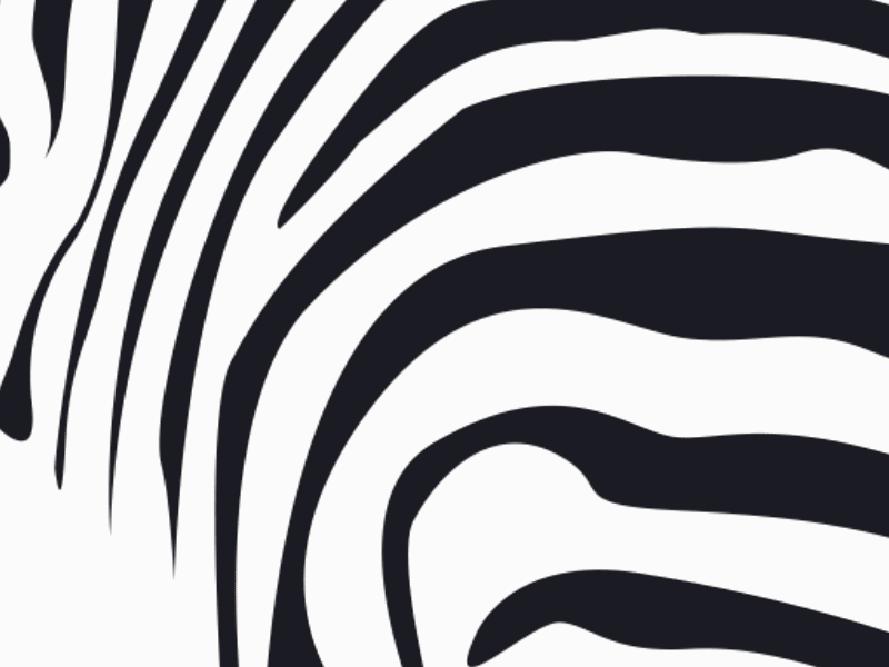 Zebra on the run after effect animal animation lottie motion graphic run zebra