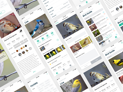 Peeper, Never miss the moment when birds visit bird ios11 iot mobile app ui