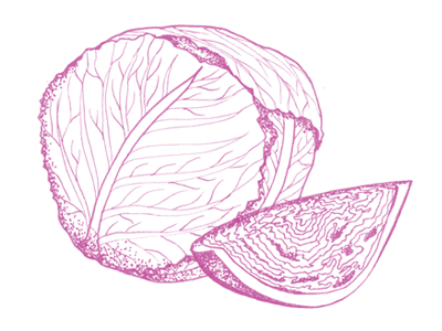 Red Cabbage cabbage illustration line drawing vegetables