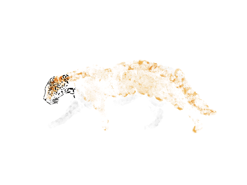 LEOPARD first shot debuts cyclicwalking animal brush animation framebyframe illustration animation2d