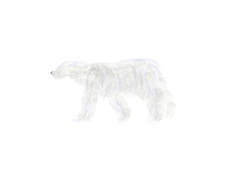 POLAR BEAR safari cyclicwalking animal brush animation framebyframe illustration animation2d