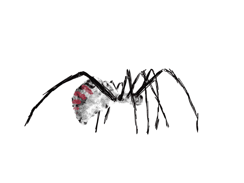 RAGNO animal animation animation2d brush cyclicwalking framebyframe illustration spider