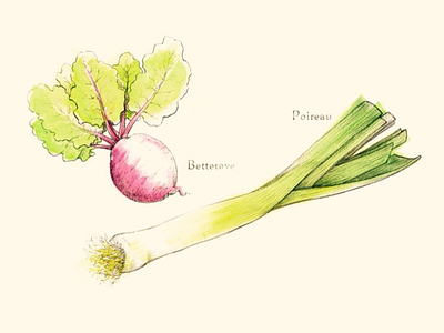 Betterave & Poireau illustration pencil potager vegetables watercolor