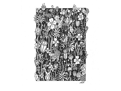 Spring black and white botanical drawing flowers illustration ink nature pen and ink plants spring