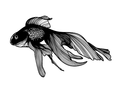 kinguio black fish illustration illustrator japaneses sushi white