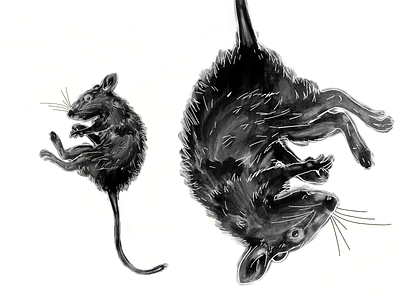 Daily Animals / Rat animal digitalart illustration procreate