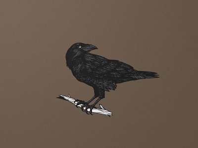 Hand Drawn Raven
