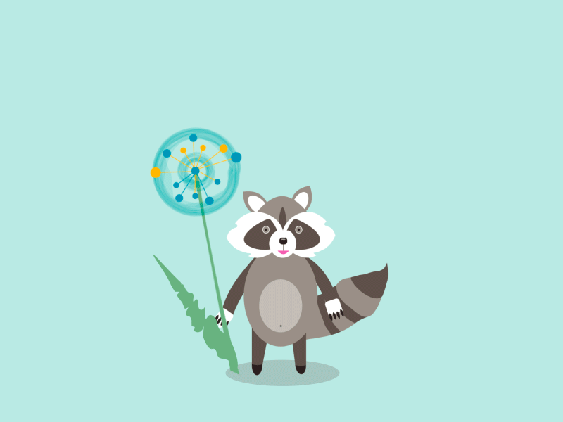 Raccoon 2danimation after animation dandelion design effects flat illustration raccoon wind
